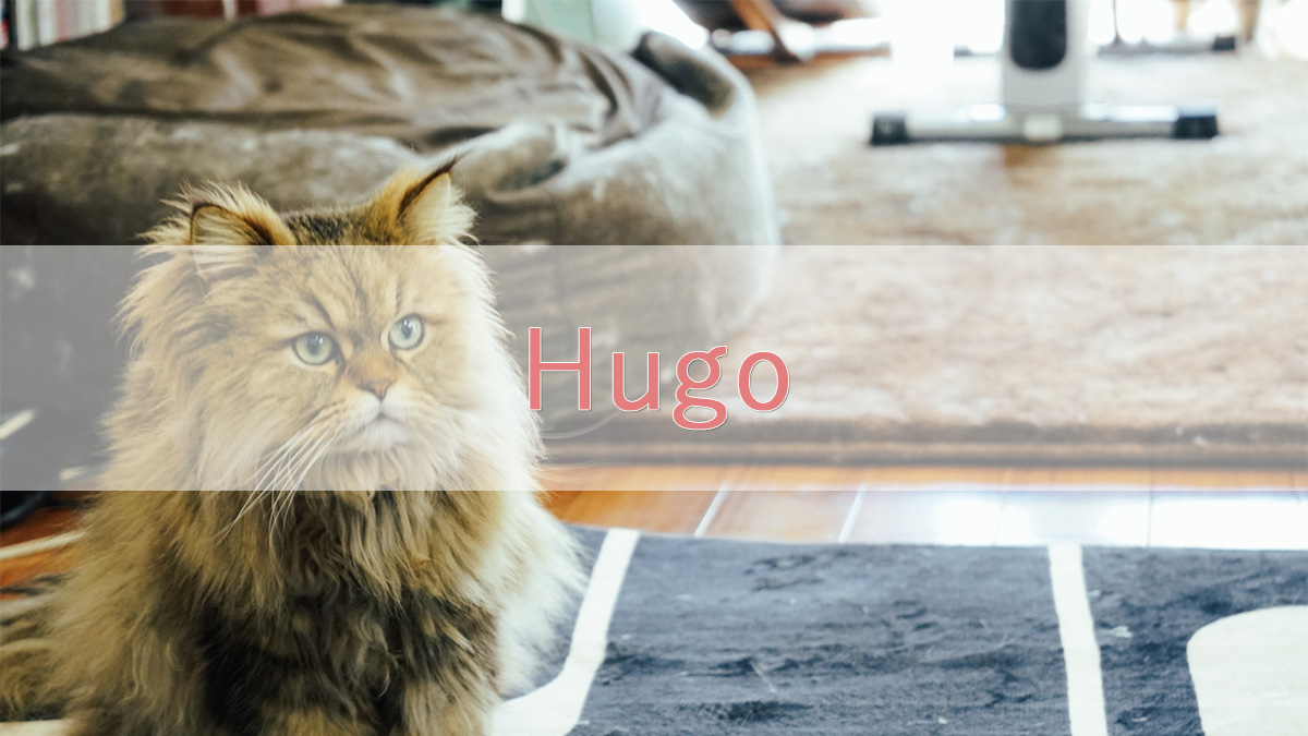 【Hugo】issetと単純なifの違いについて【備忘録】